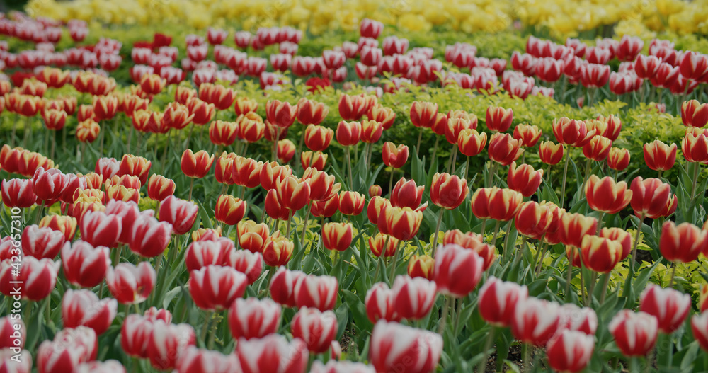 Red and yellow tulip flower garden Red and yellow tulip flower garden