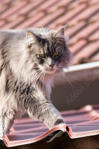 Maine Coon cat on the roof on a beautiful sunny day