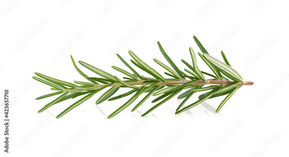 Rosemary isolated on white background