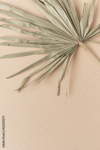 Dry tropical exotic palm leaf on pale pastel peachy background. Flat lay, top view minimalist floral pattern aesthetic composition. Summer time concept.