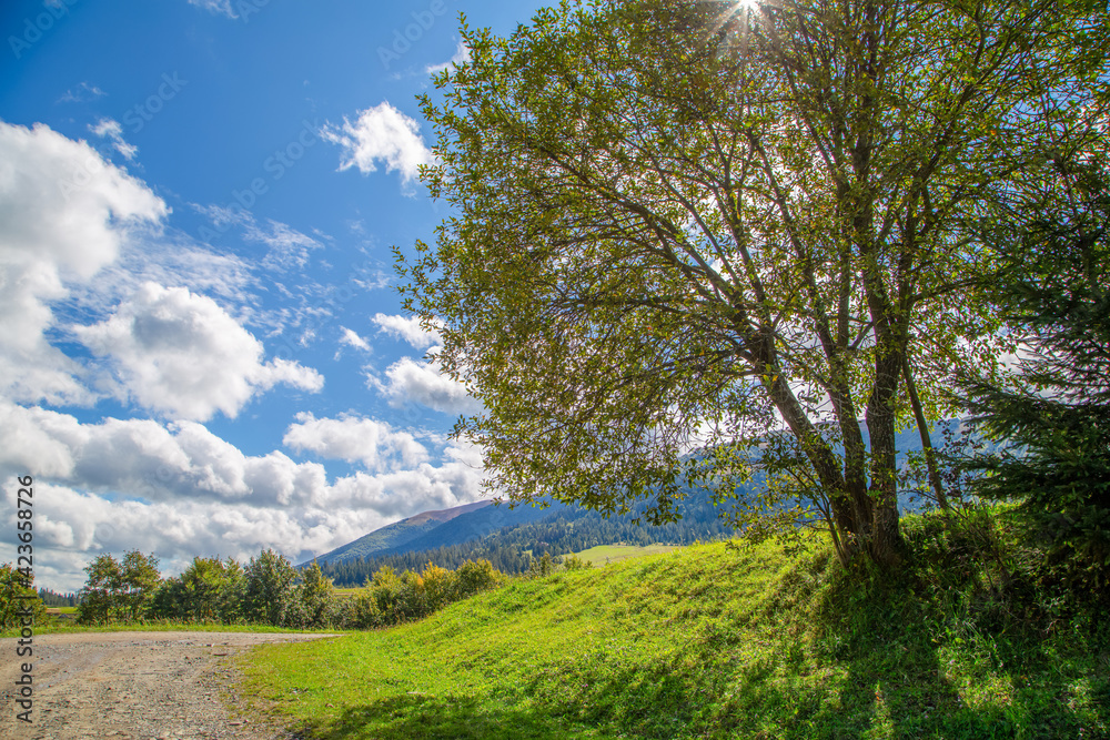 tree near the road on a background of mountains. Sunny day. beautiful summer landscape in the mountains. Rural landscape.