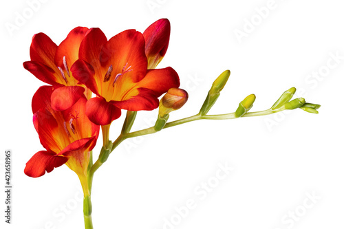Isolated red freesia flower on white background