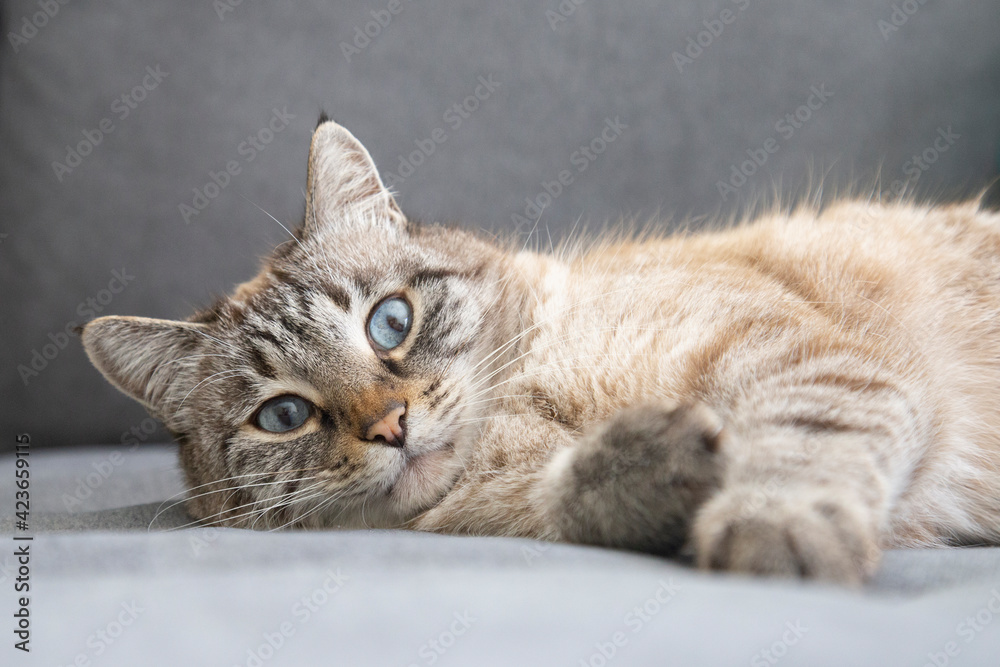 Face of Thai Siamese breed white domestic cat with blue eyes sleeping lying on grey sofa background resting lazy on a cozy couch in living room in a house closeup portrait place for text copy paste Face of Thai Siamese breed white domestic cat with blue eyes sleeping lying on grey sofa background resting lazy on a cozy couch in living room in a house closeup portrait place for text copy paste