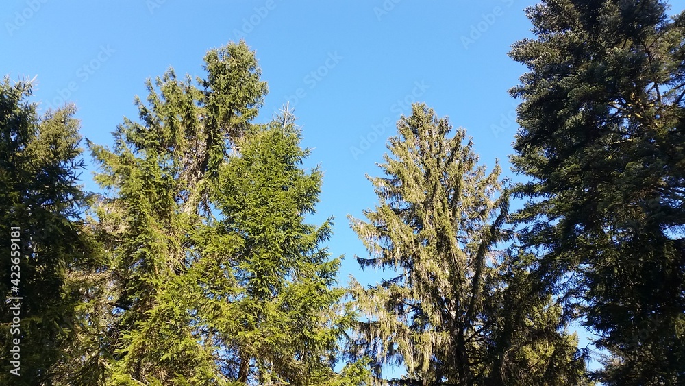 Obraz premium Sapins