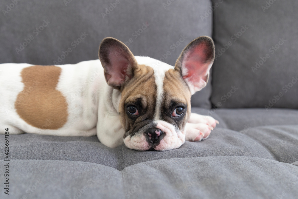 Brown and white funny cute French bulldog with big ears and brown eyes lying sitting on the clean grey sofa, looking in the camera. Beautiful home animal breed, raising dogs. Сopy paste place for text Brown and white funny cute French bulldog with big ears and brown eyes lying sitting on the clean grey sofa, looking in the camera. Beautiful home animal breed, raising dogs. Сopy paste place for text