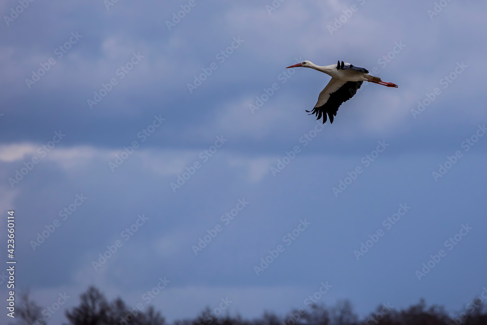 Stork flying over a wet meadow at a little pond called Mönchbruchweiher in the Mönchbruch natural reserve next to Frankfurt in Hesse, Germany at a cloudy day in spring. Stork flying over a wet meadow at a little pond called Mönchbruchweiher in the Mönchbruch natural reserve next to Frankfurt in Hesse, Germany at a cloudy day in spring.