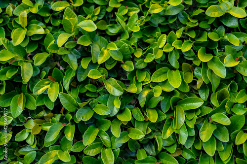 Close up of Green leaves of a bush in the park photo