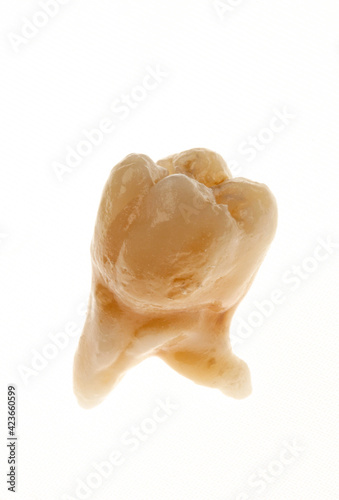 human tooth made of dental porcelain