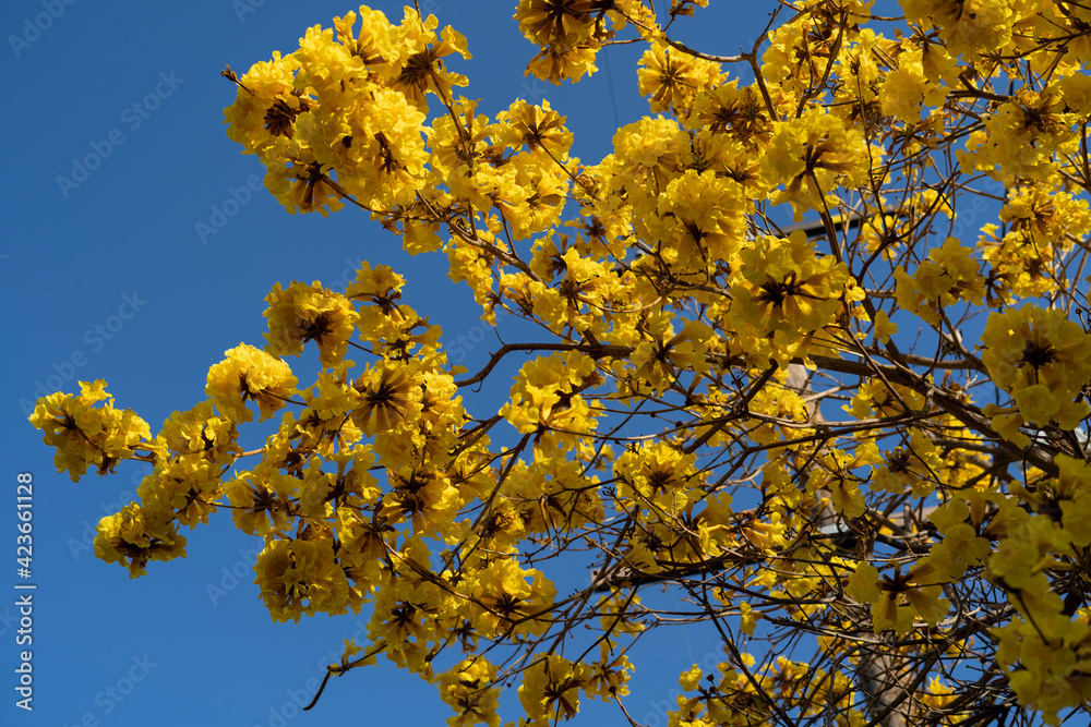 Yellow spring flowers on a tree in a blue sky background Yellow spring flowers on a tree in a blue sky background