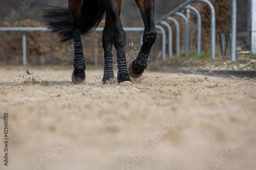 Horse legs trotting, close-up in the sand on the riding arena..