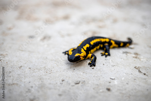 European fire salamander..Black yellow spotted fire salamander. Salamander by a lizard-like appearance with black and yellow body pattern.