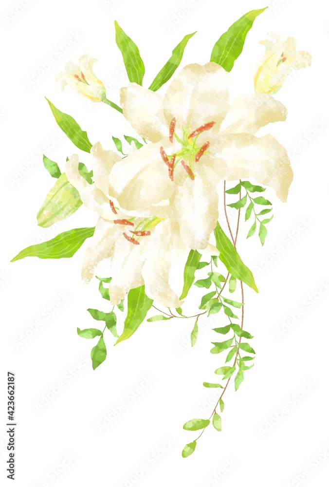 Fototapeta premium 優しいタッチのカサブランカのイラスト