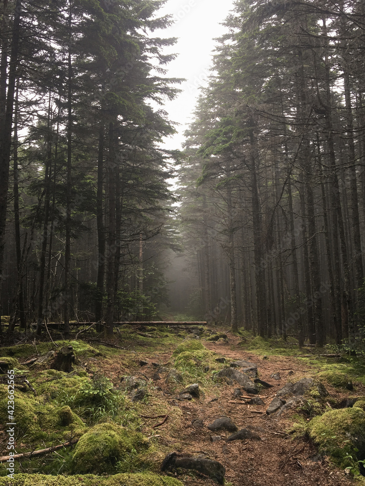 Beautiful forest in autumn. Pristine nature