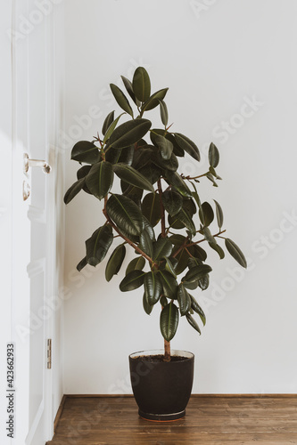 White wall and green plant at home interior