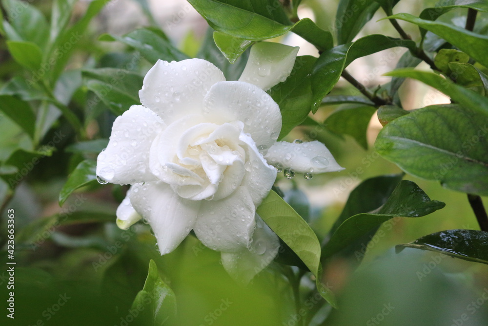 Beautiful in white Beautiful in white