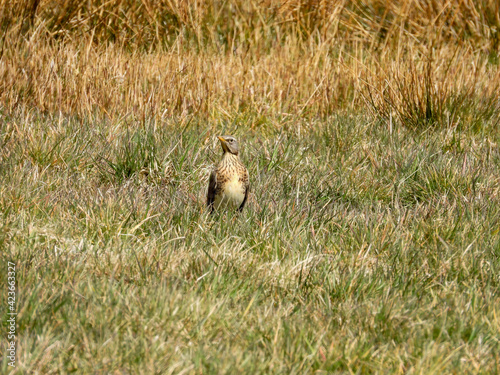 fieldfare (turdis pilaris) in the grass photo