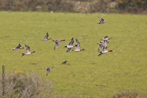 Eurasian Wigeon and Common Teal in flight over Drift Reservoir, Cornwall, UK.