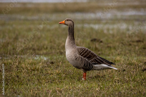 Greylag goose walking through a wet meadow at a little pond called Mönchbruchweiher in the Mönchbruch natural reserve next to Frankfurt in Hesse, Germany at a cloudy day in spring.