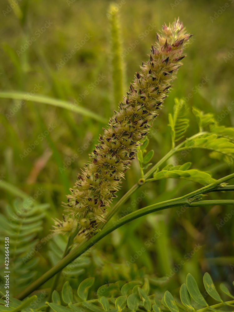 Fototapeta premium close up of a grass
