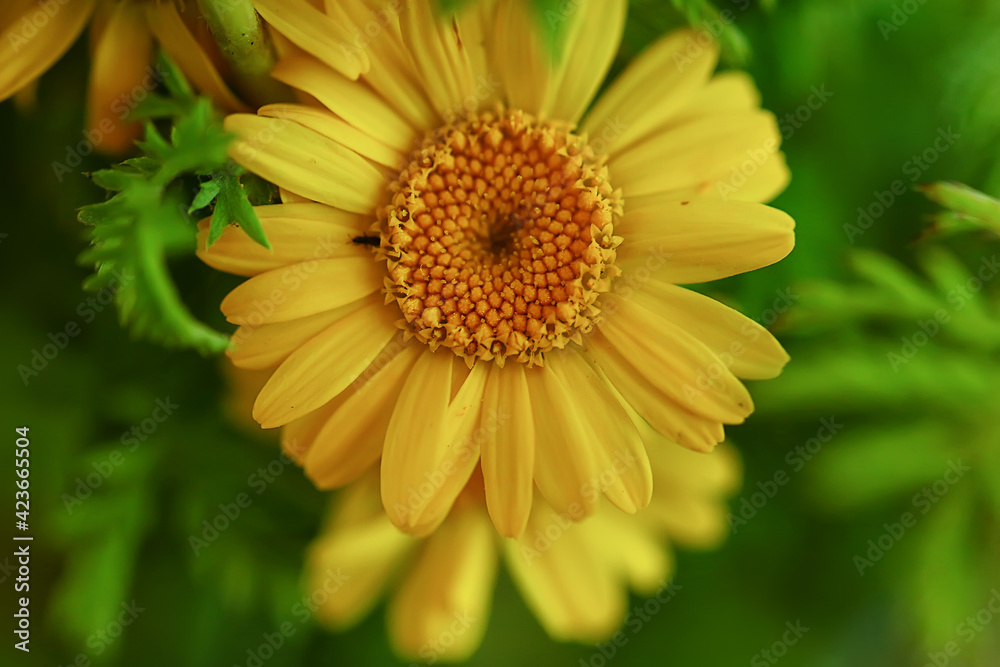 yellow daisies summer background, abstract natural floral spring yellow daisies summer background, abstract natural floral spring