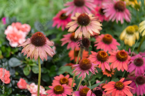 Closeup view of wilted daisy flower in garden