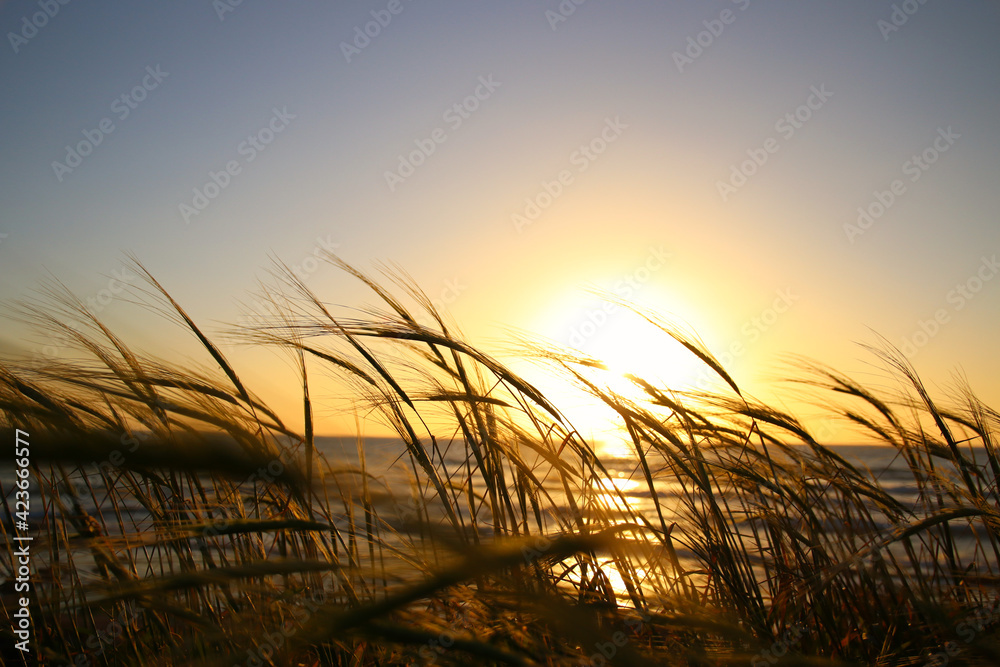 reeds at the beach during sunset - obrazy, fototapety, plakaty 
