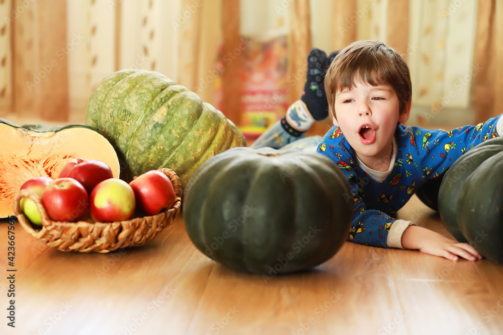 Fototapeta premium Little child choose a pumpkin at autumn. Child sitting on giant pumpkin. Pumpkin is traditional vegetable used on American holidays - Halloween and Thanksgiving Day.