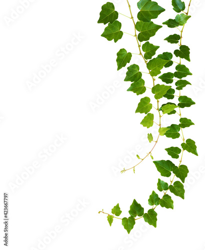 Waved ivy twigs with small ...