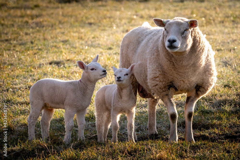 Spring Lambs
