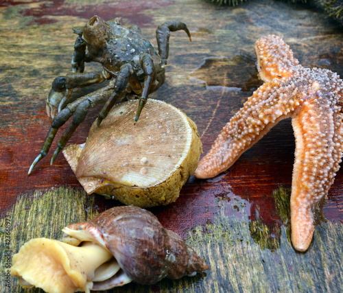 Freshly caught from the waters of the Atlantic Ocean sea shellfish  photo