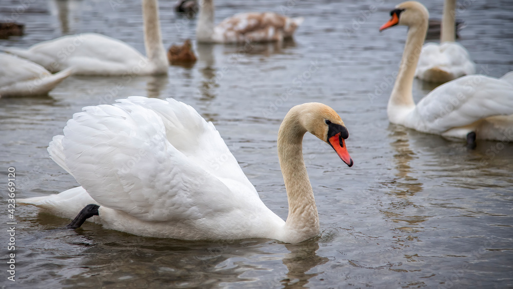 Obraz premium The swan swam in the Gorodischenskoe lake
