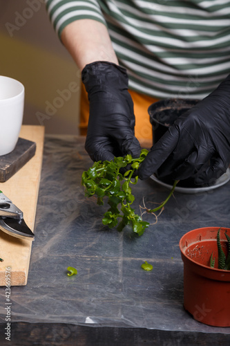 Woman planting kalanchoe flower. Home plants and gardening concept.