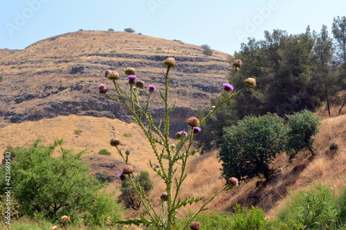 View on Golan Heights at hot summer day photo