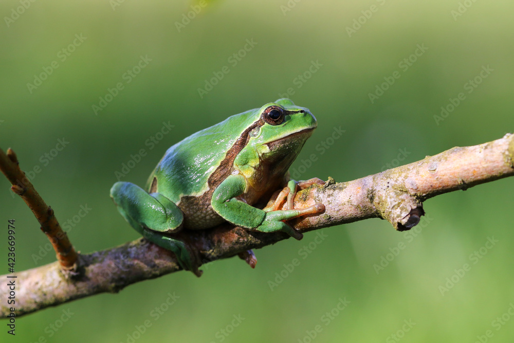 Hyla arborea showing its beautiful green tones