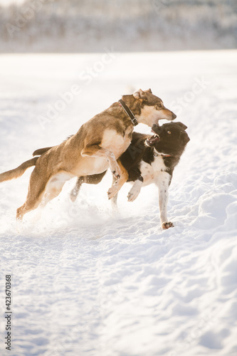 Siberian Husky Dogs playing in the snow on a frozen Lake