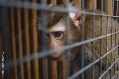 Canvas Print animal abuse. portrait of a sad monkey in a cage