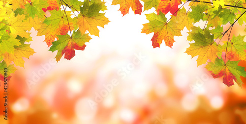 Maple leaves on sunny beautiful nature autumn background