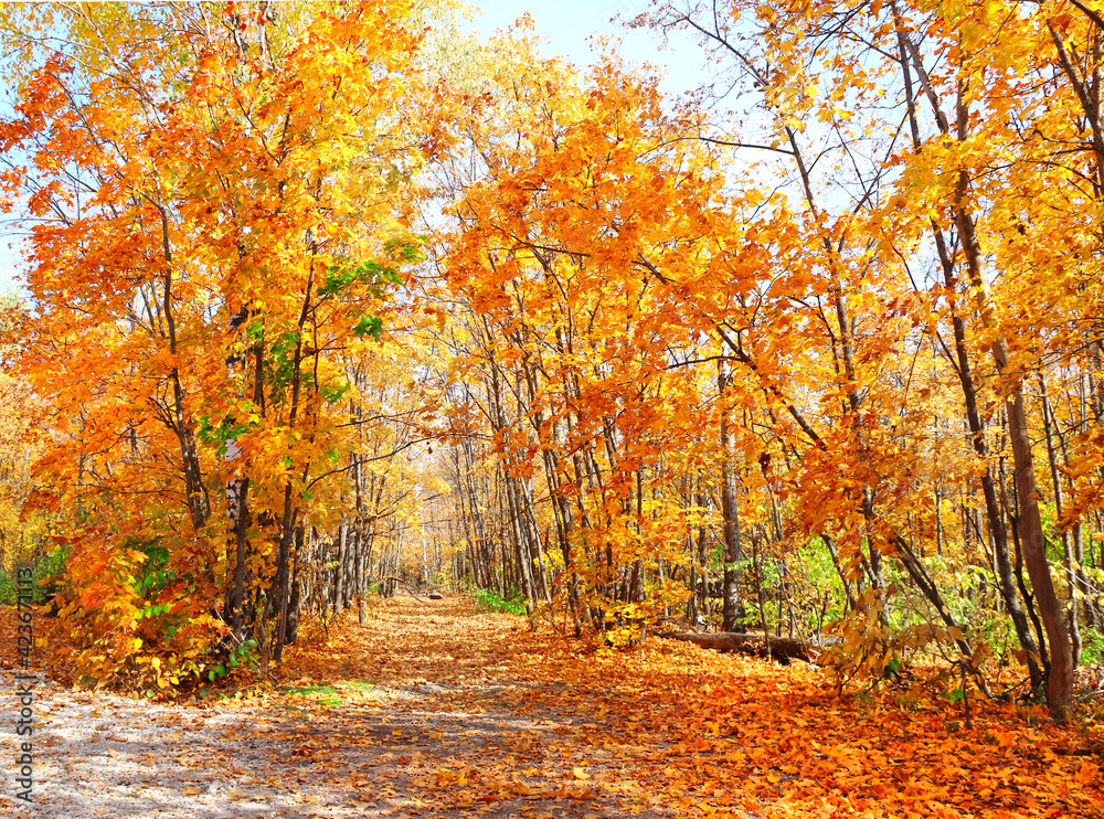 Fototapeta premium Road in autumn forest