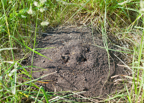 anthill in the grass
