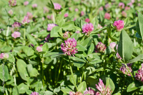 large clover flowers