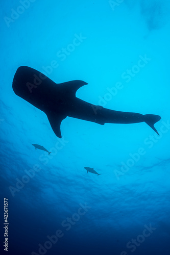 Whale shark (Rhincodon typus) silhouette at Wolf Island of Galapagos