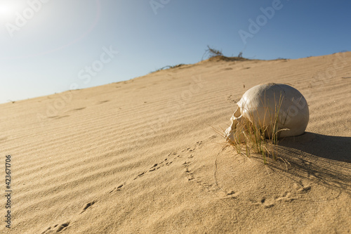 human skull in the sand desert photo