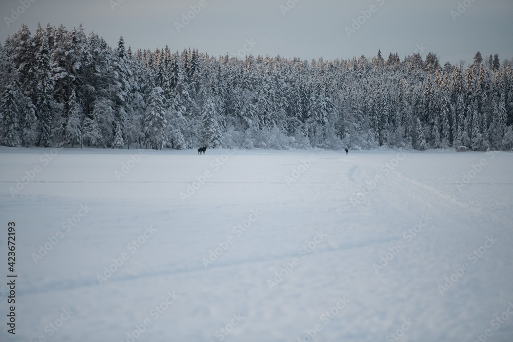 Frozen Lake in Swedish Taiga with Forests and Sunset Frozen Lake in Swedish Taiga with Forests and Sunset