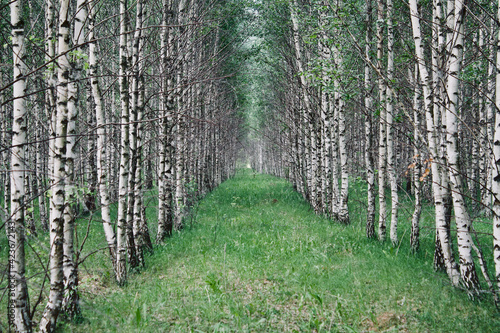 Fototapeta Naklejka Na Ścianę i Meble -  fence in the forest