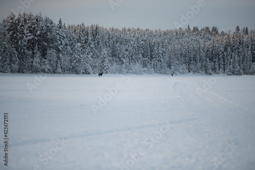 Frozen Lake in Swedish Taiga with Forests and Sunset © Jan