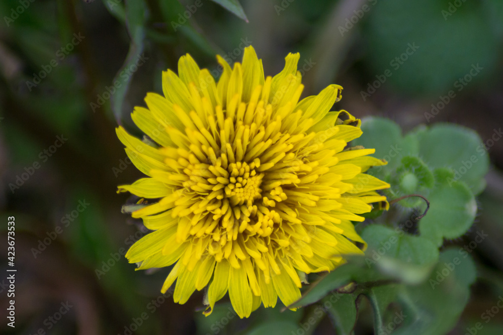 Beautiful yellow dandelion in the garden close up, meadow with green leaves, in the park, wild flowers, macro photography