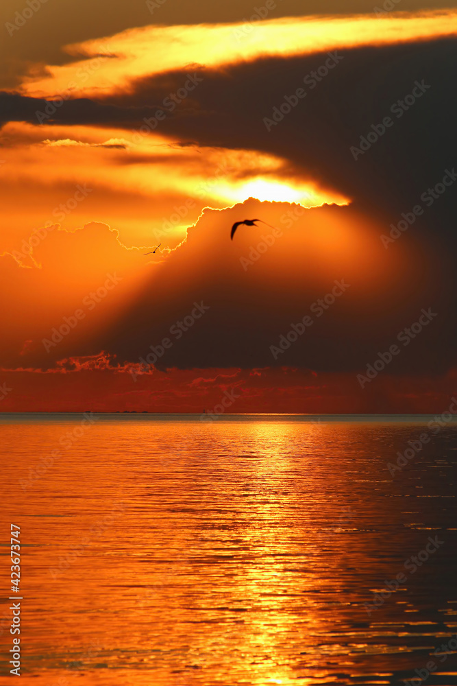 birds flying over the sea against the setting sun