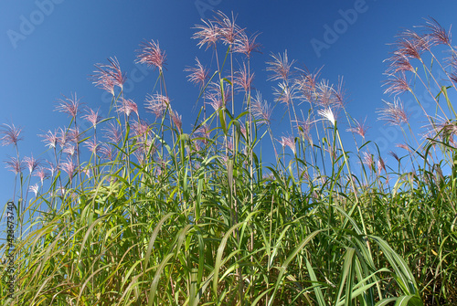 Champ de miscanthus photo