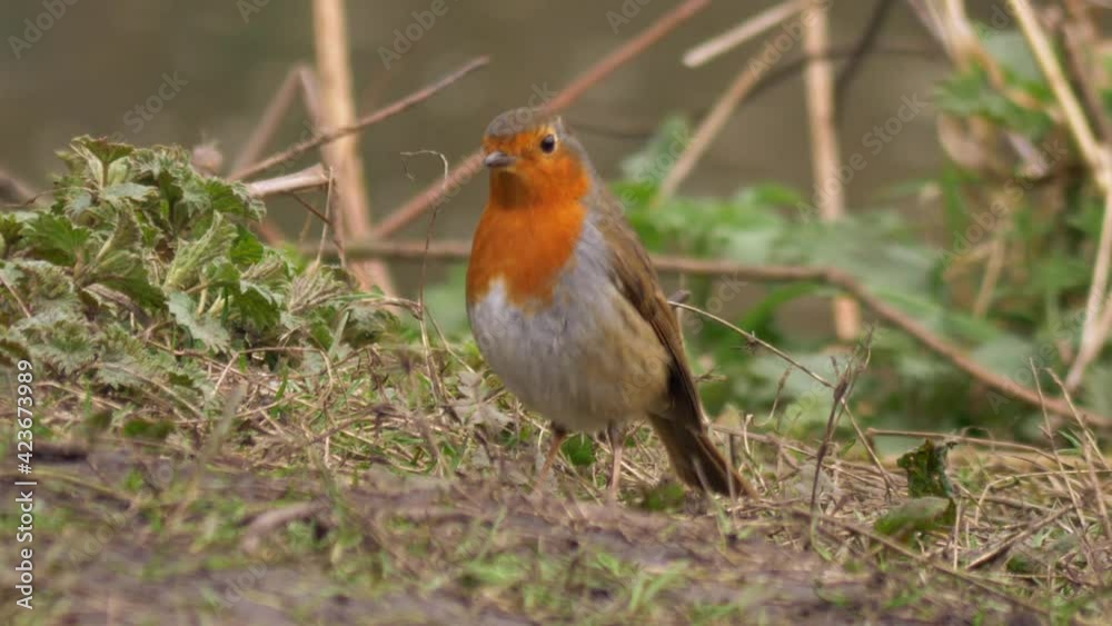 Cute Robin redbreast bird in woodland Cute Robin redbreast bird in woodland