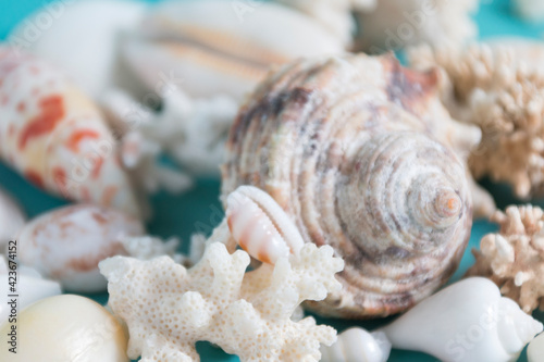 Summer sea background - shells and coral on a blue background.